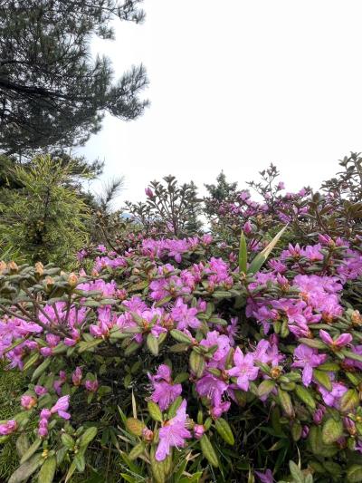 合歡賞杜鵑花一日遊
