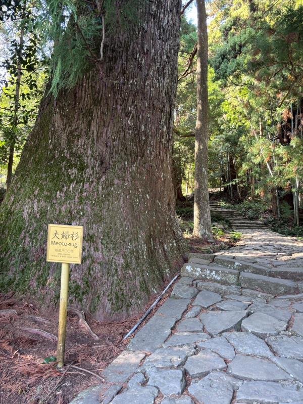 2026 1104~08熊野古道賞櫻~大邊路+大門坂五日 星宇航空 確定出隊~!!